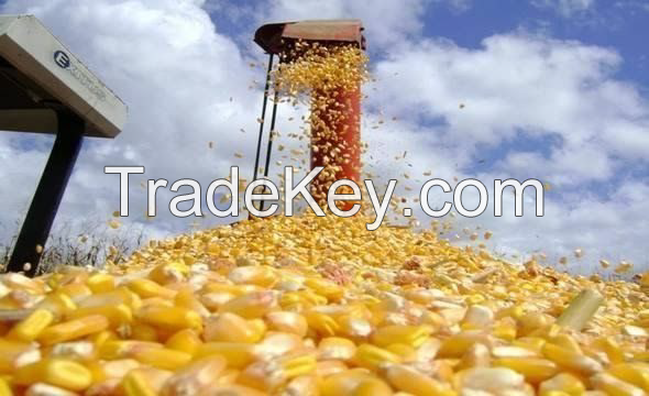 YELLOW CORN GMO GRADE #2 FOR HUMAN CONSUMPTION