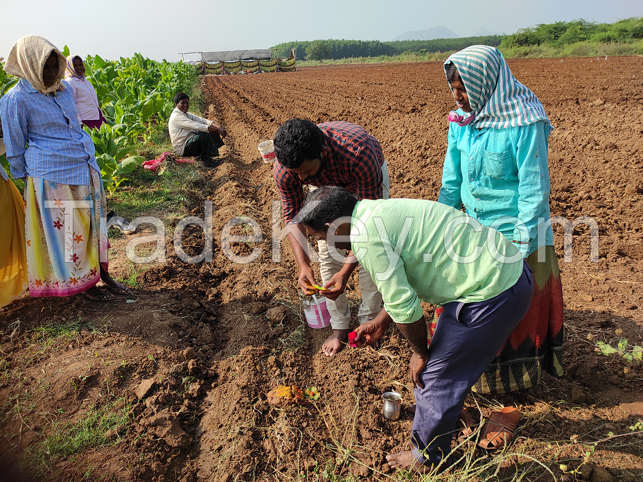 Agriculture Crop Diversification Agriculture / Agribusiness Consultancy