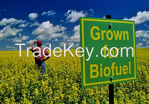 Biofuel Crop Cultivation Agribusiness Consultancy