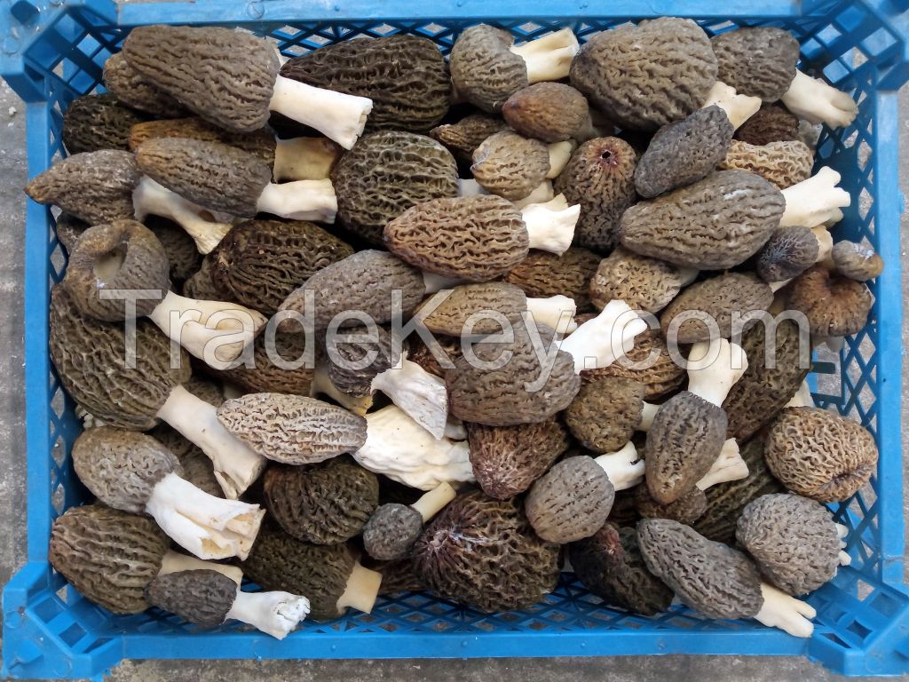 Morel Mushroom