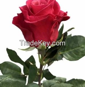 Premium Roses