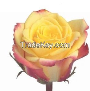 Premium Roses