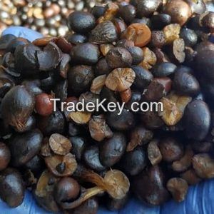 Palm Kernel