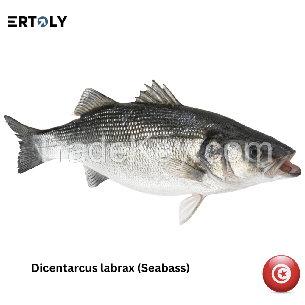 Sea Bass (Dicentarcus Labrax)