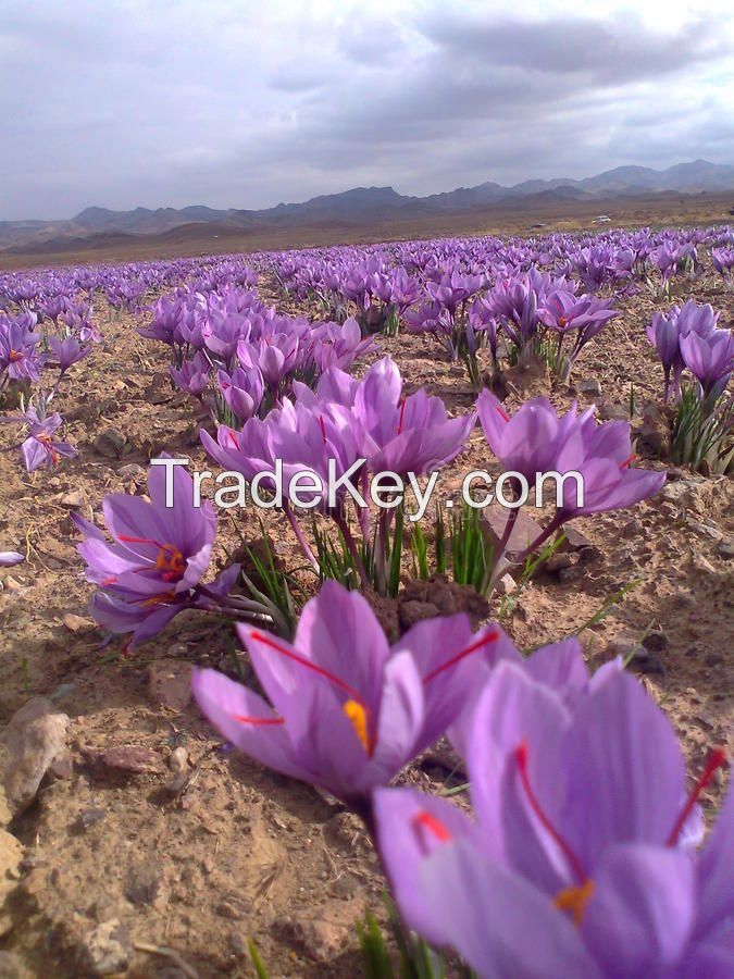 Pure Negin Saffron Wholesale