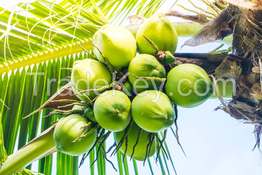 FRESH COCONUT