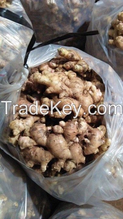 Dried Ginger, Fresh Ginger and Ginger Powder +84 968 142 103