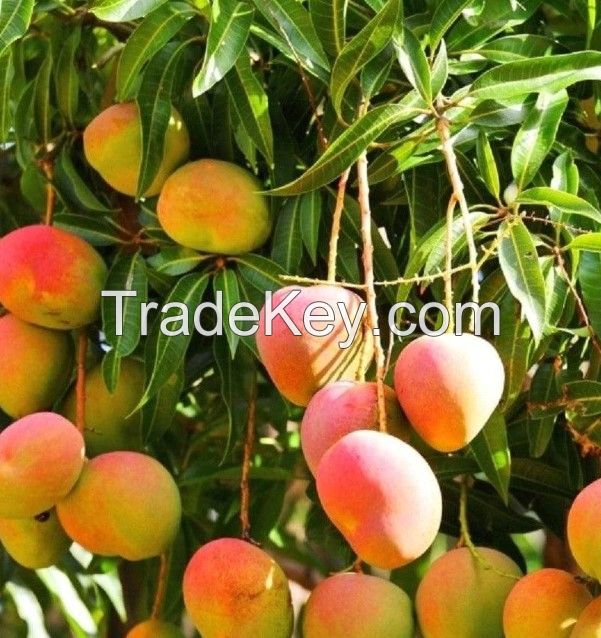 Fresh Indian Mangoes