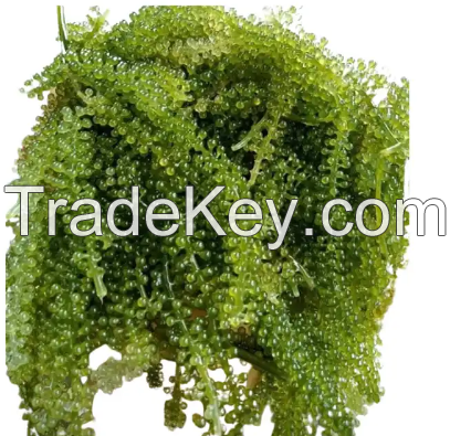 FRESH GREEN CAVIAR/SEAGRAPE