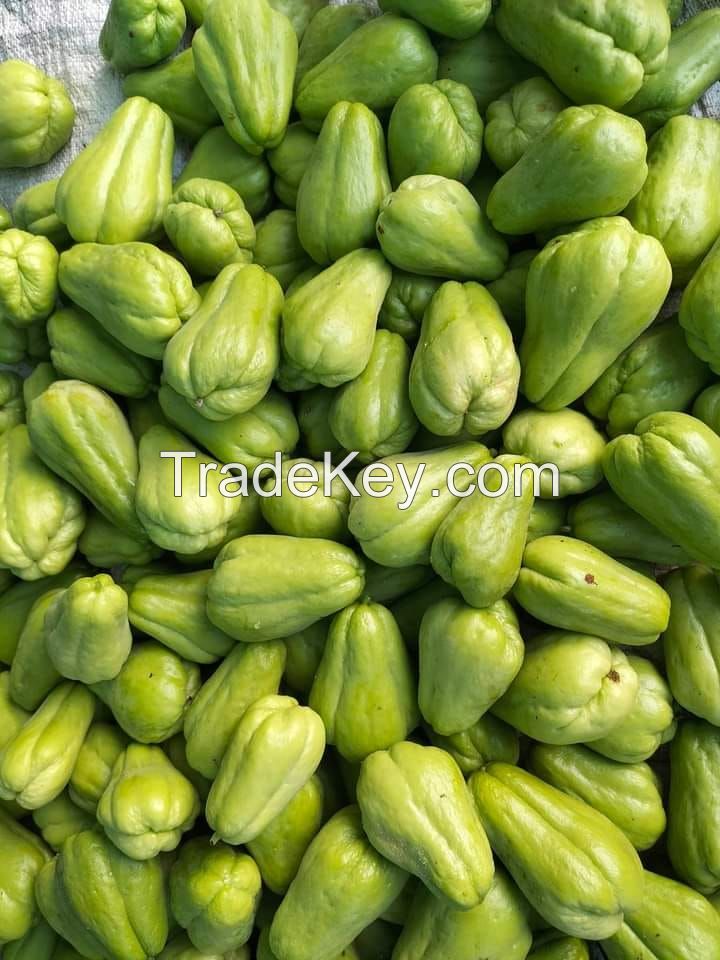 chayote (sechium edule)