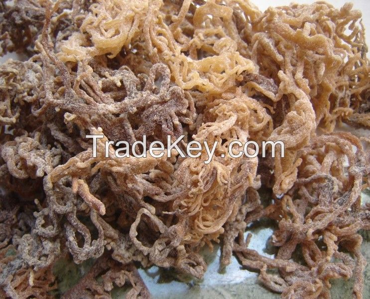 HIGH QUALITY DRIED EUCHEUMA FROM VIETNAM