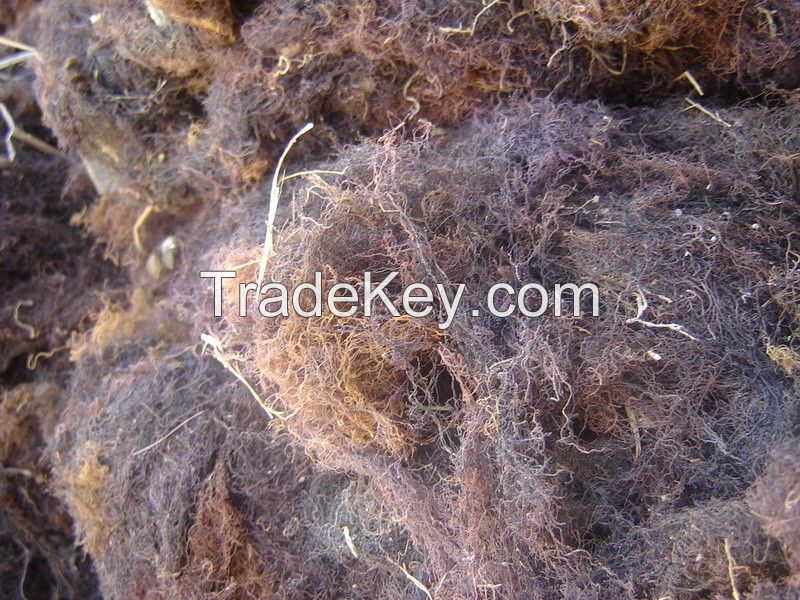 HIGHT QUALITY DRIED GRACILARIA FROM VIETNAM