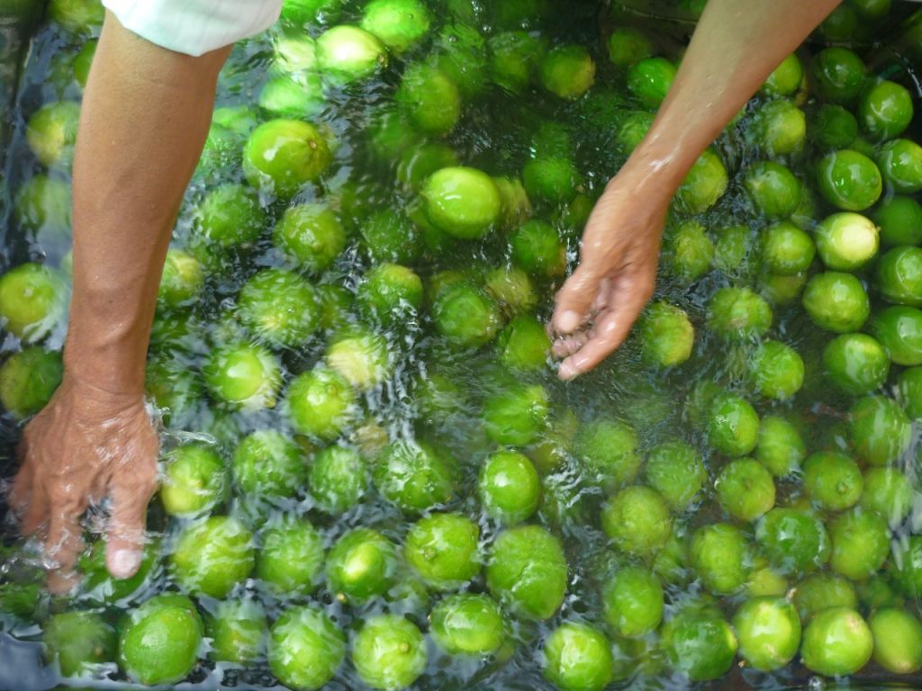 HIGHT QUALITY FRESH GREEN LEMON WITHOUT SEED FROM VIETNAM