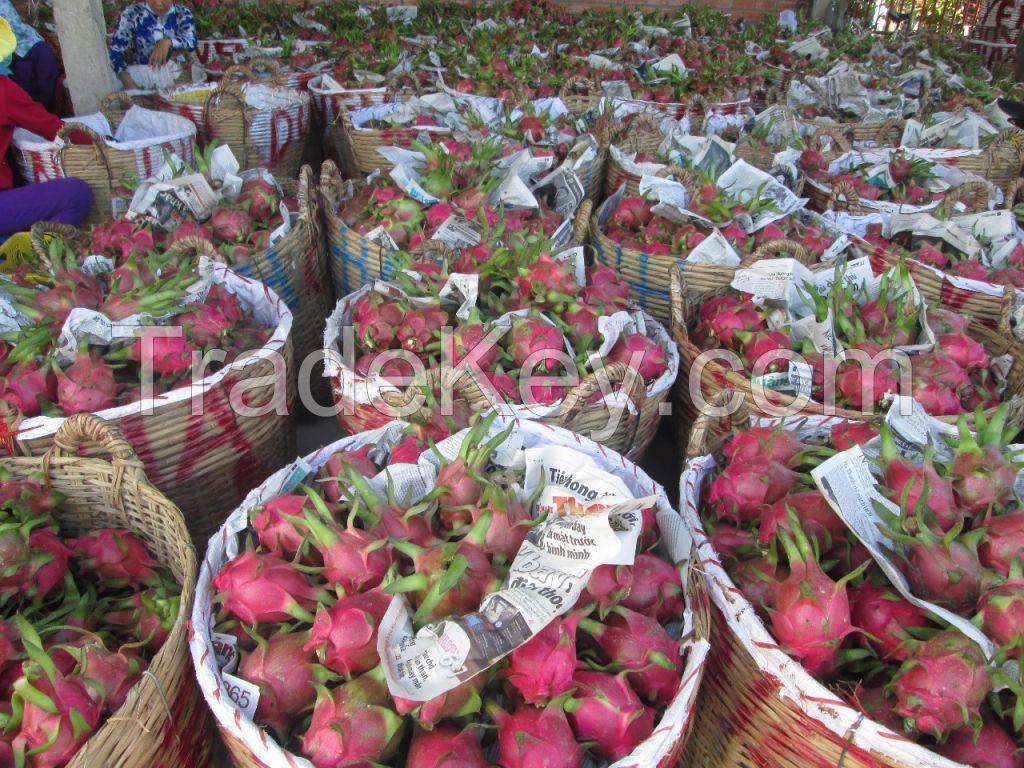 HIGHT QUALITY FRESH RED FLESH DRAGON FRUIT FROM VIETNAM