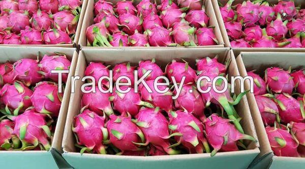 HIGHT QUALITY FRESH RED FLESH DRAGON FRUIT FROM VIETNAM