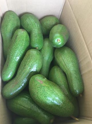 BEST SELLER FRESH AVOCADO FROM VIETNAM