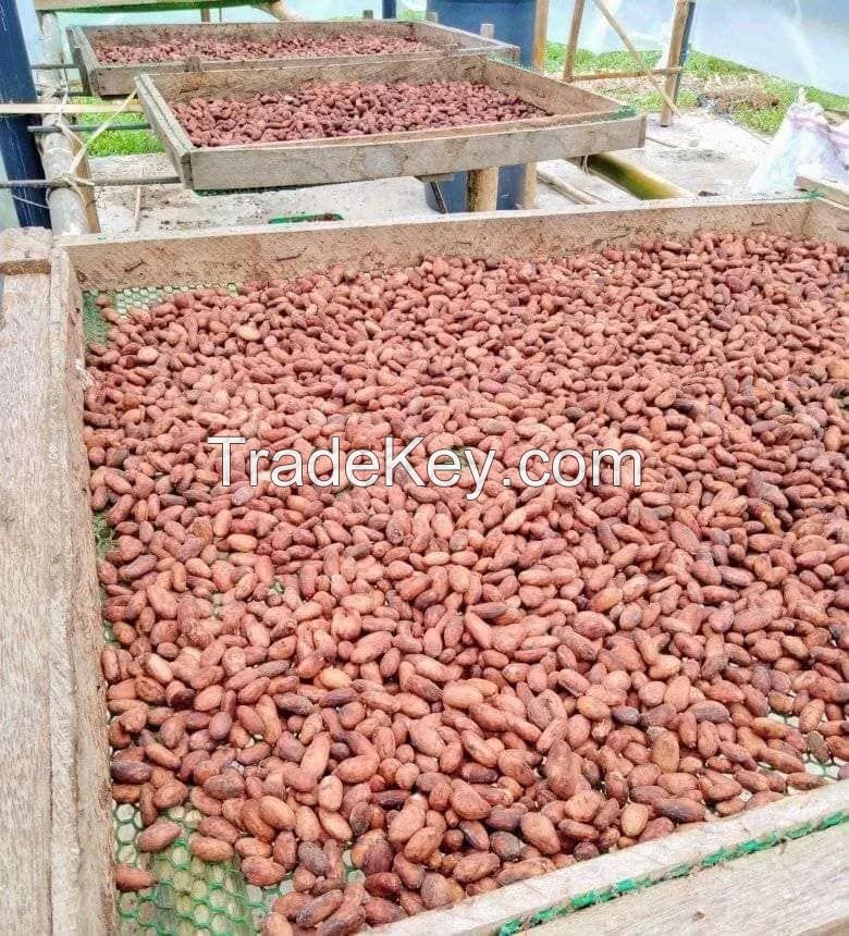 Dried cocoa beans