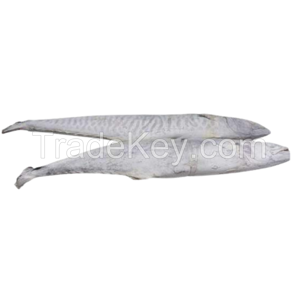 Spanish Mackerel