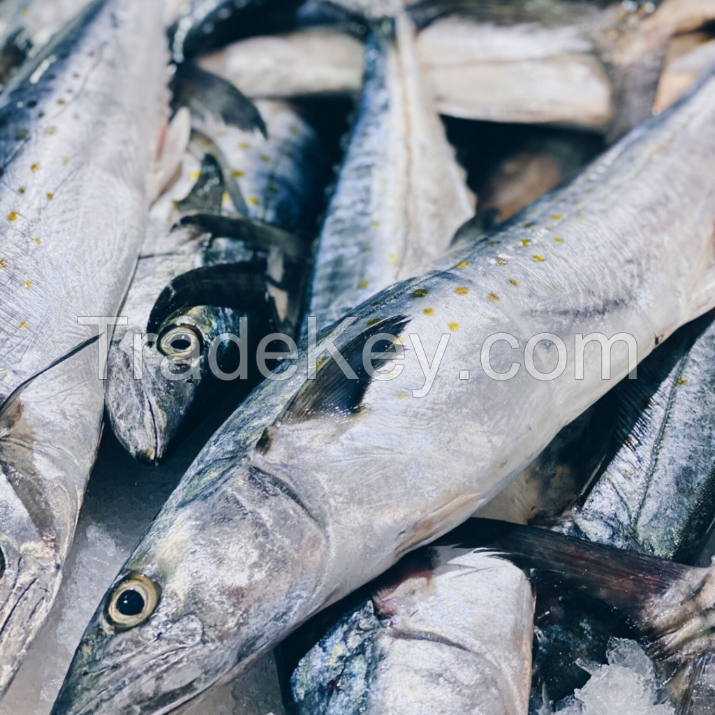 Spanish Mackerel