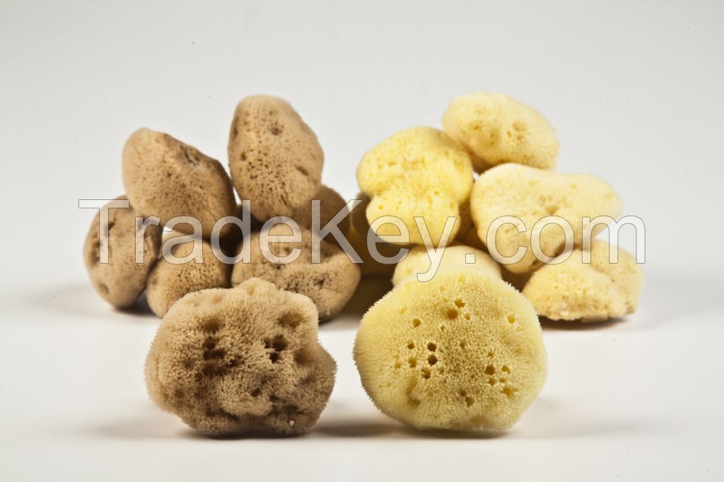 Sea Sponge