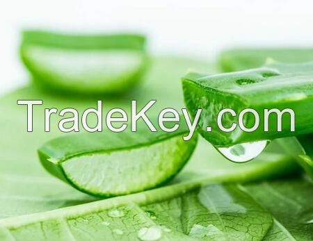 Aloe Vera P.E. / Aloe Vera Extract