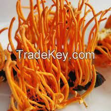 Cordyceps militaris extract/Cordyceps mycelium P.E