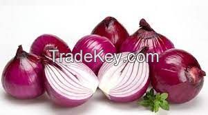 Onion Extract/ Oion P.E,