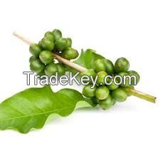 Water Soluble Green Coffee Bean Extract Green coffee P.E  Chlorogenic acid 