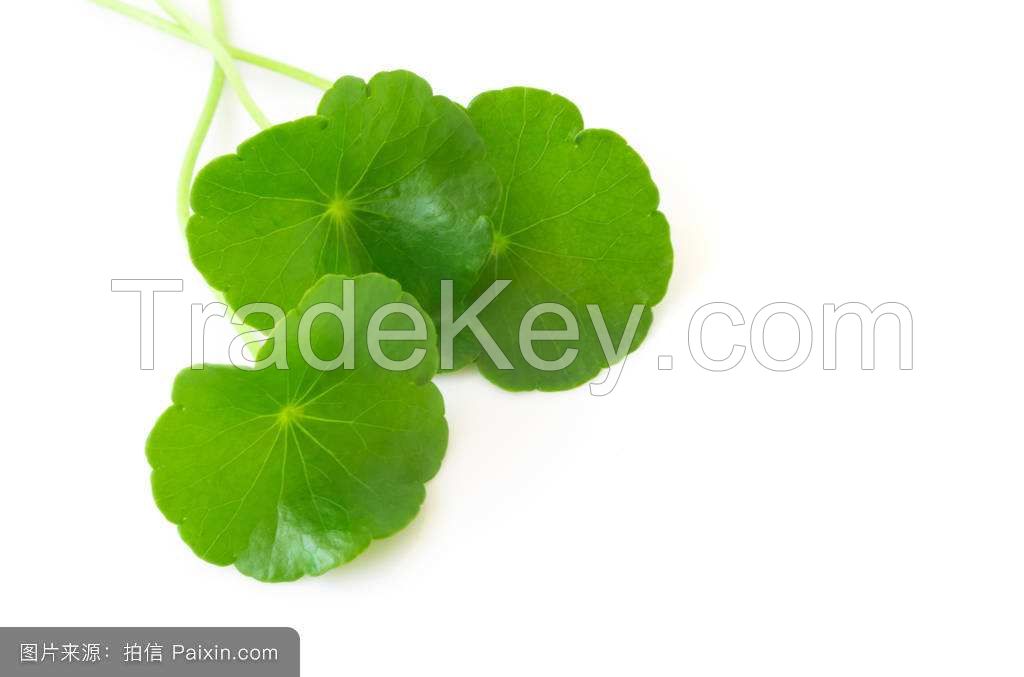 Hydrocotyle asiatica extract 10:1