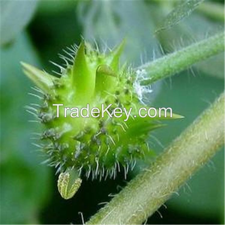 Tribulus Terrestris P.E  40%-98% Tribulus saponins