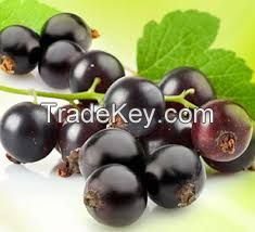 Black currant extrac