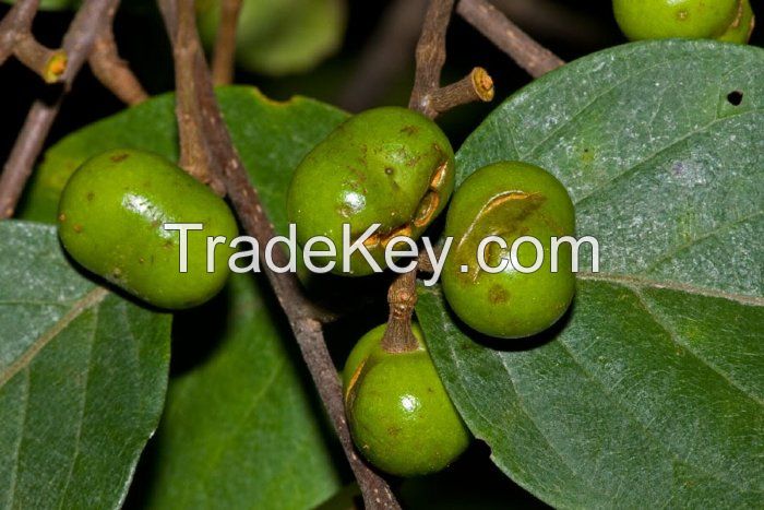 Pygeum Extract Pygeum Africanum  Extract Prunus africana Extract phytosterol,beta-sitosterol