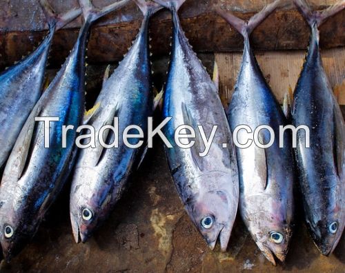 Tuna, Basa, Tilapia, Pangasius bocourti