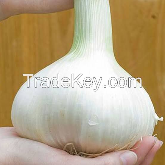 G1 garlic 