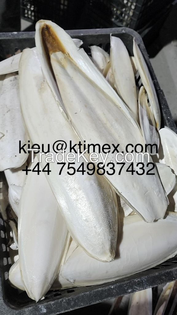 CUTTLEFISH BONE +44 7549837432