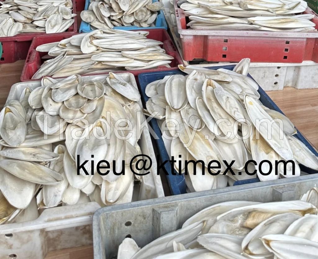 CUTTLEFISH BONE +44 7549837432