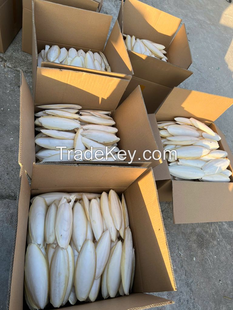 Cuttlefish bone 84566964885