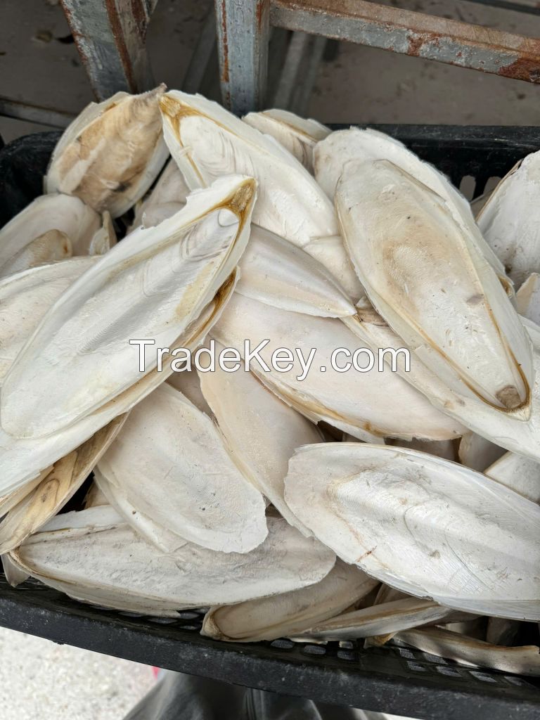 Cuttlefish bone 84566964885
