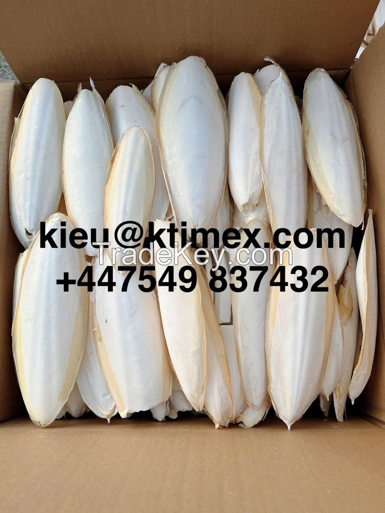 Cuttlefish bone 84566964885