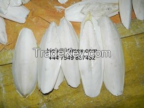 Cuttlefish bone 84566964885