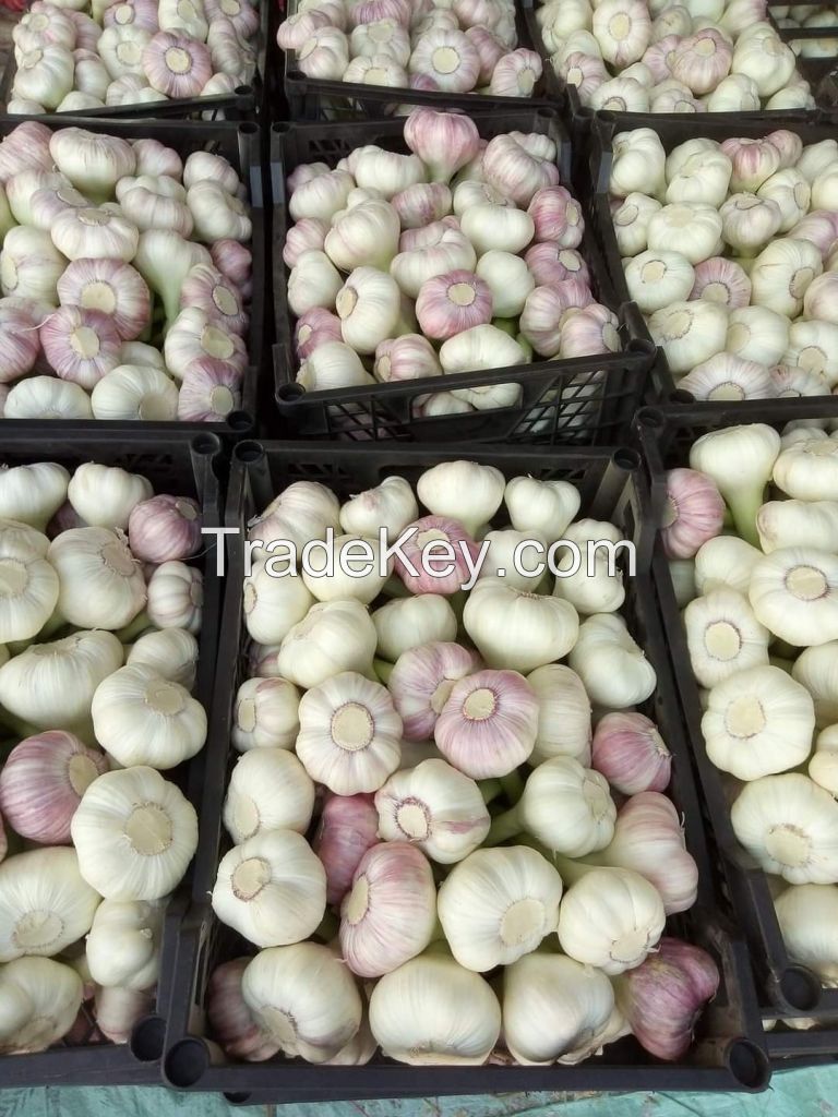 White onion