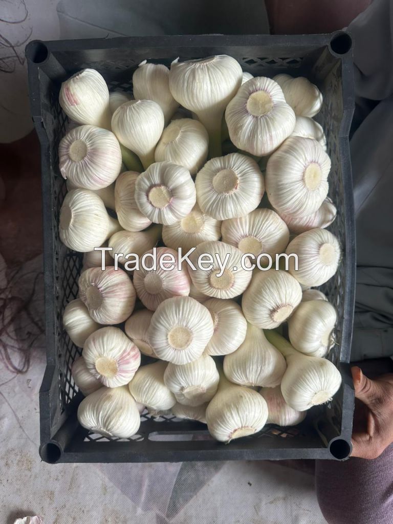 White onion