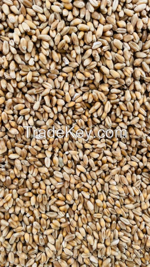 WHEAT 3 CLASS