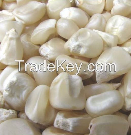 EXPORT-QUALITY NON GMO WHITE CORN MAIZE