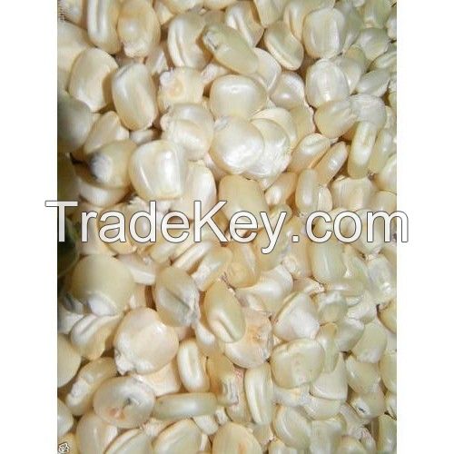 EXPORT-QUALITY NON GMO WHITE CORN MAIZE