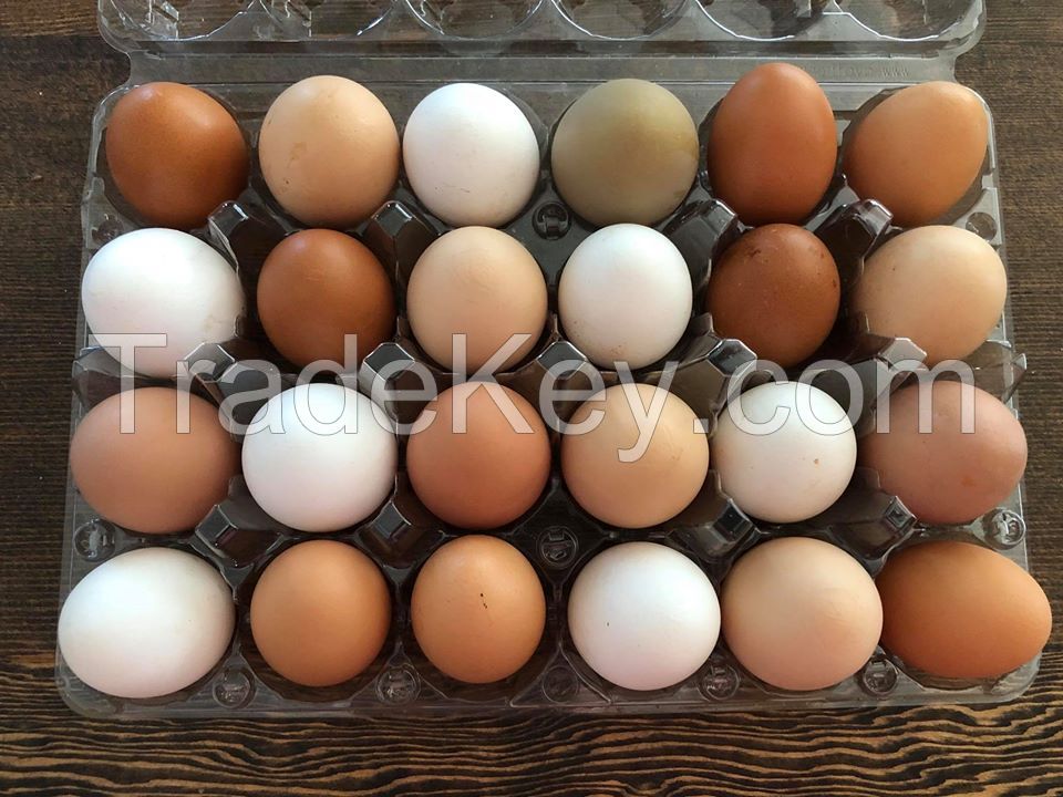 BROWN CHICKEN EGGS