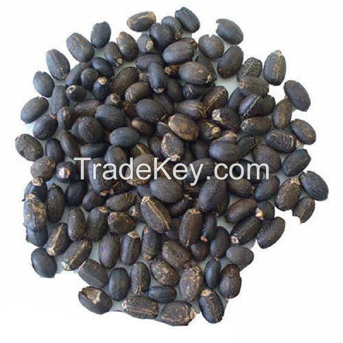 JATROPHA SEEDS