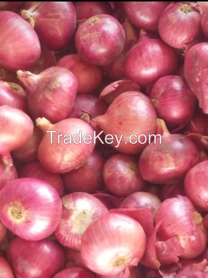 FRESH RED ONION