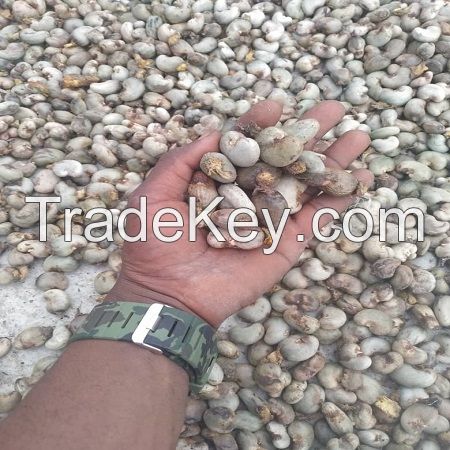 RAW CASHEW NUT WITH SHELL