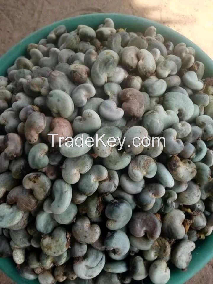 RAW CASHEW NUT WITH SHELL